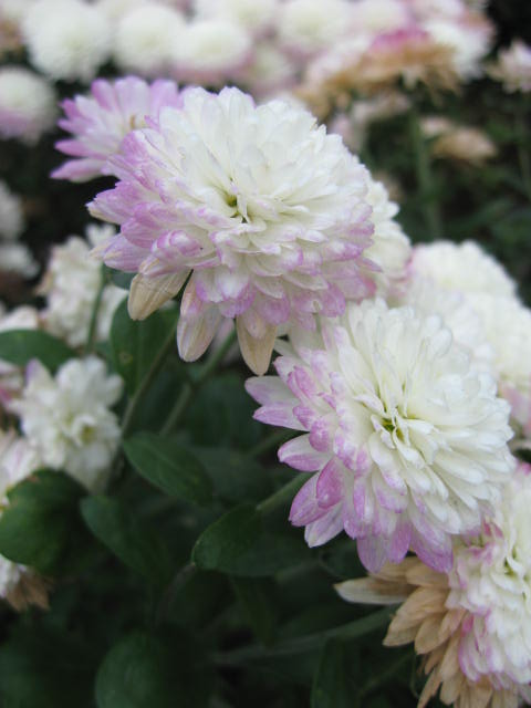 b0088037_1950868.jpg
