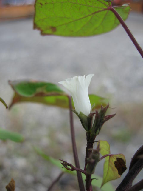 b0088037_20544382.jpg