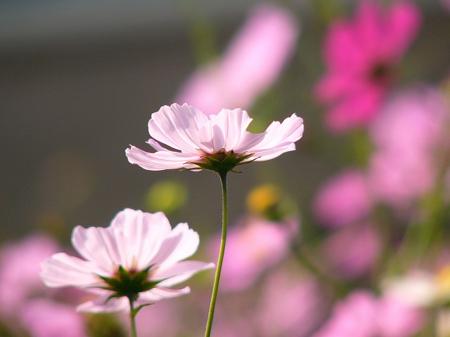 e0063851_23204681.jpg