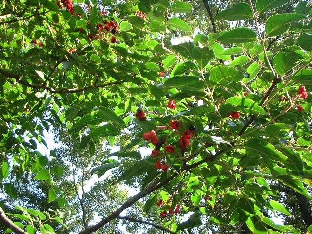 d0091754_5162731.jpg
