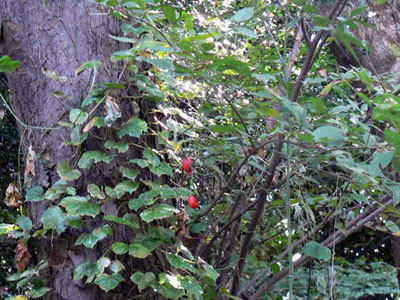 f0086169_22361534.jpg