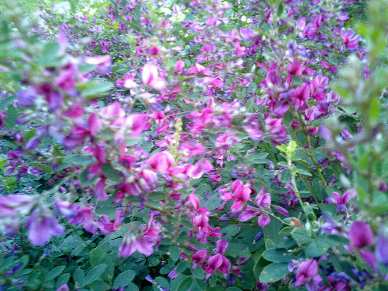 c0077871_21311362.jpg
