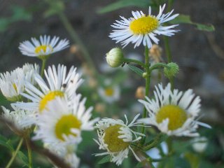 b0061107_742855.jpg