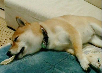 f0004309_109826.jpg
