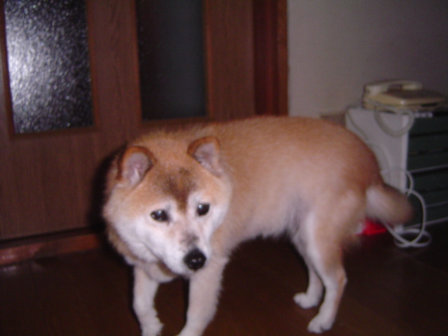 f0012924_7313922.jpg