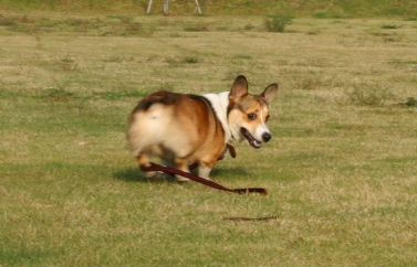 e0071225_1640779.jpg