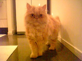 a0076031_1232227.jpg