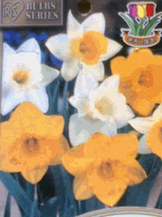 b0080033_15103817.gif