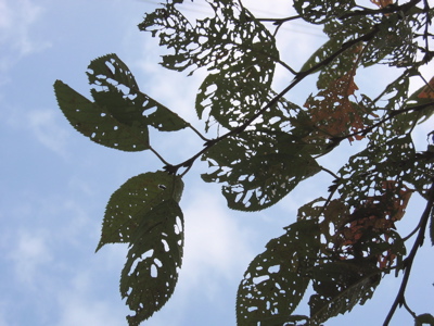 d0085939_1020215.jpg