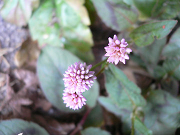 c0069048_6394287.jpg