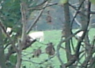 e0018350_4225798.jpg