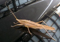 c0039153_23491276.jpg