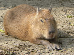 c0103558_20542327.jpg