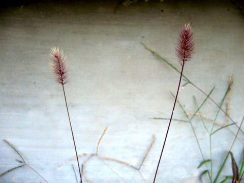 b0015260_7505440.jpg