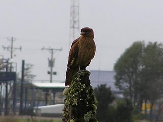 c0103368_2245824.jpg