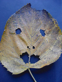 f0032969_2142057.jpg