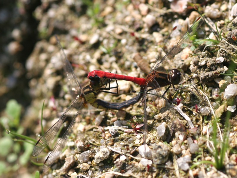b0088772_18425223.jpg