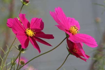 d0064990_1503217.jpg