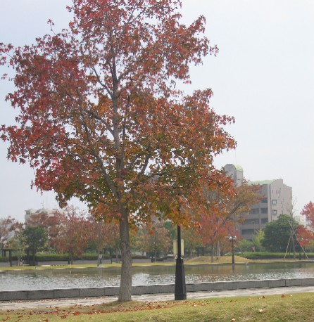 b0028845_7345939.jpg