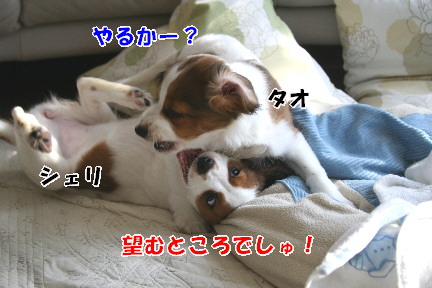 d0013149_03065.jpg