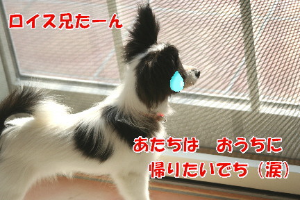 d0013149_0471282.jpg
