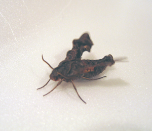 c0027871_13404619.jpg