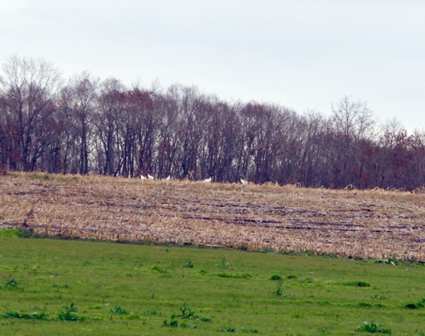f0020302_12195298.jpg