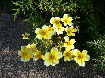 c0069048_655104.jpg