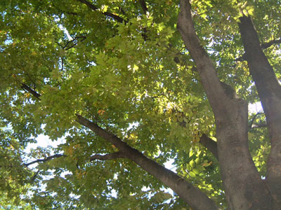 c0050264_1563820.jpg