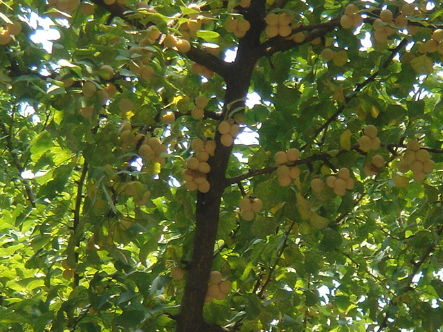 f0091590_2194651.jpg