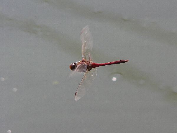 e0002314_16363931.jpg