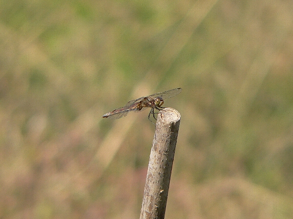 e0002314_16412479.jpg