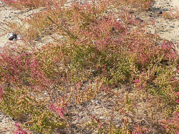 e0002314_16444718.jpg