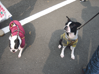 e0080117_23594523.gif