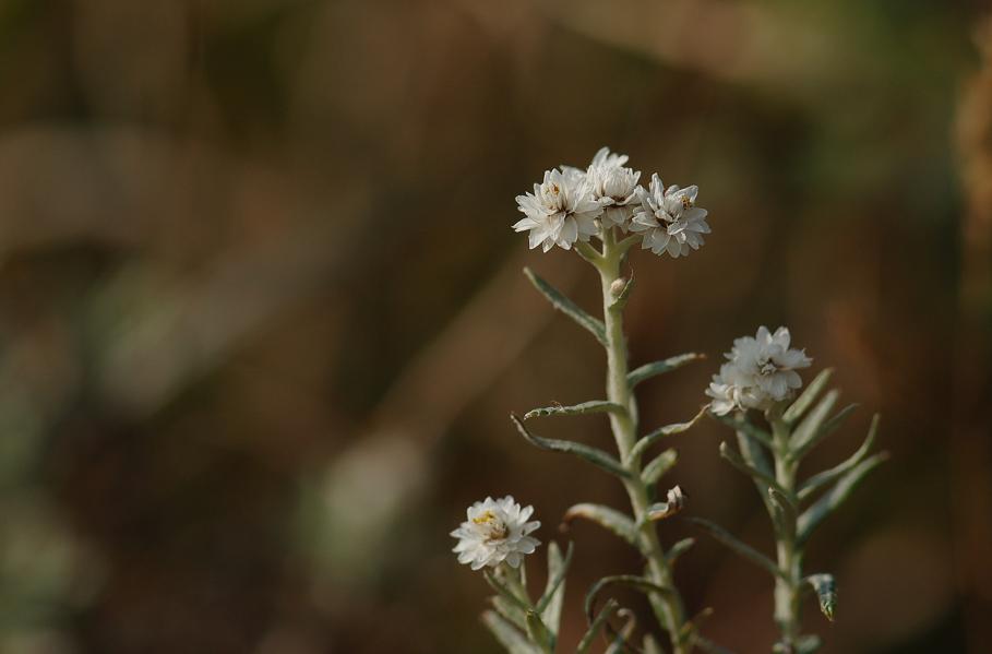 b0039226_6453070.jpg