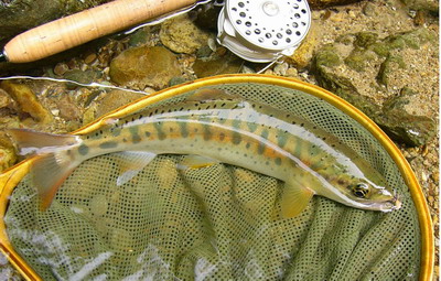 f0053342_21474674.jpg