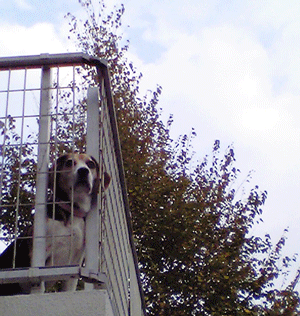 b0005652_835110.gif