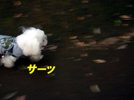 b0060071_146682.jpg
