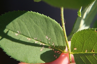 e0024385_13325450.jpg