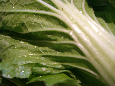 f0070493_2301162.jpg
