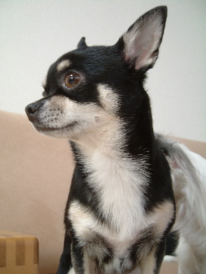 a0079803_1152885.jpg