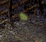 d0078615_23455547.gif