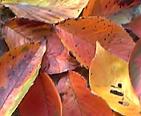 c0051529_2137491.jpg