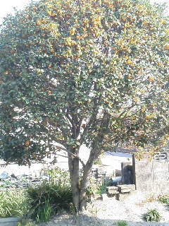 f0057634_1252829.jpg