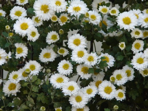 b0061261_21281927.jpg