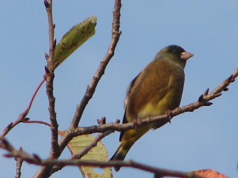 b0061261_21305567.jpg