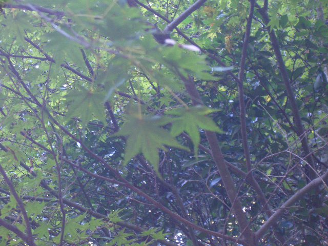 d0052770_22575265.jpg