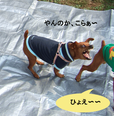 c0012571_19491093.gif