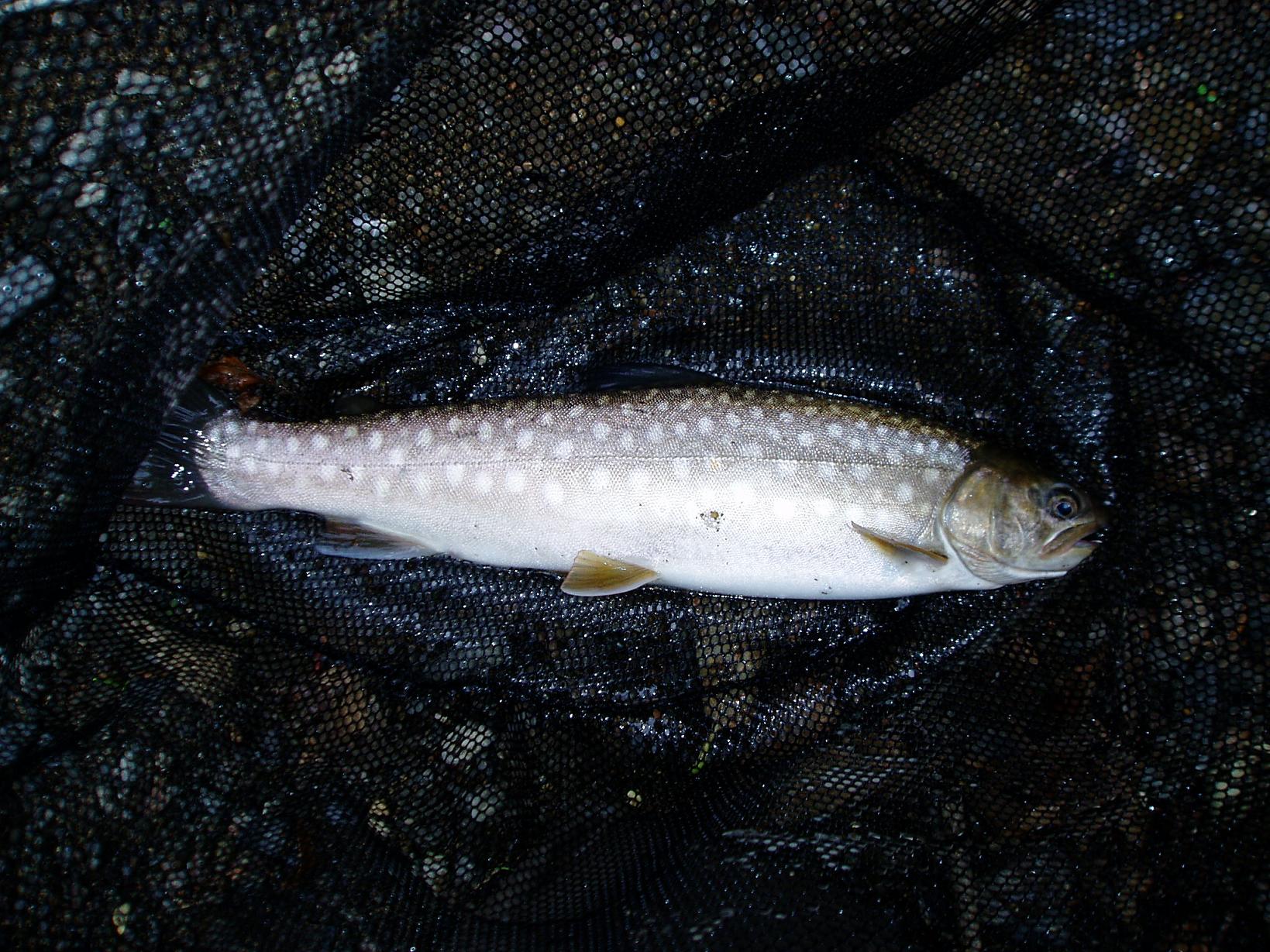 f0005785_4365293.jpg