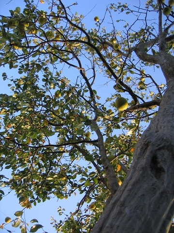b0097898_1332594.jpg